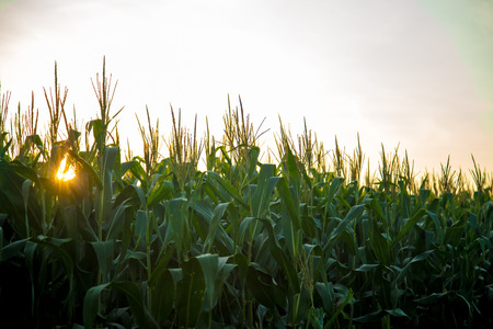 Corn Plantationの写真素材