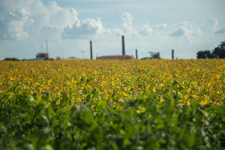 Soy plantationの写真素材