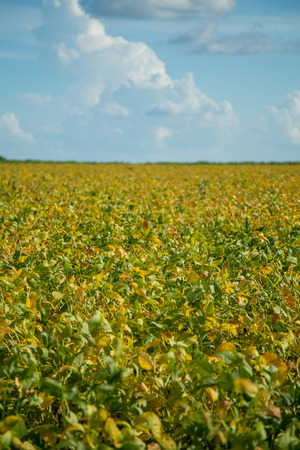 Soy plantationの写真素材