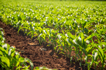 corn plantationの写真素材