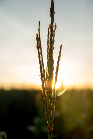 Corn Plantationの写真素材