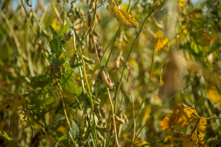Soy plantationの写真素材