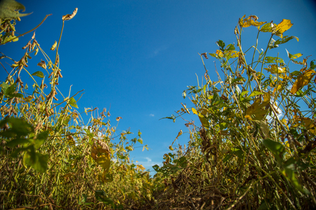 Soy plantationの写真素材