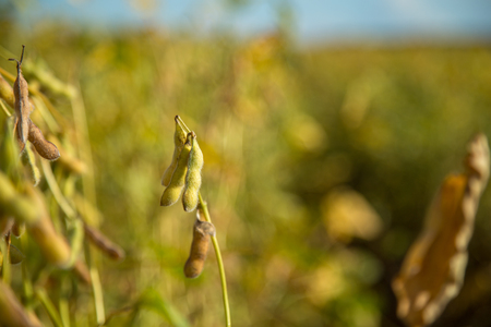 Soy plantationの写真素材