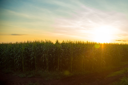 Corn Plantation