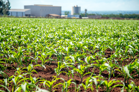 corn plantationの写真素材