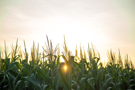 Corn Plantationの写真素材