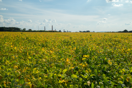 Soy plantationの写真素材