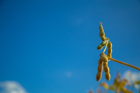 Soy plantationの写真素材