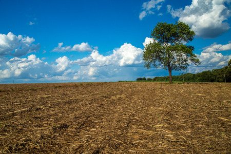 Sugar Caneの写真素材