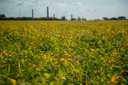 Soy plantationの写真素材