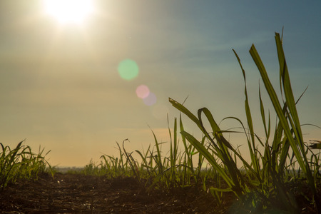Sugar Caneの写真素材