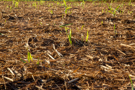 Sugar Caneの写真素材