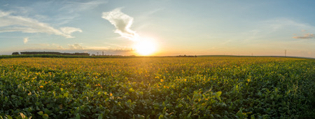 Soy plantation