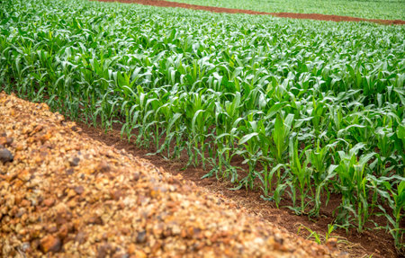 corn