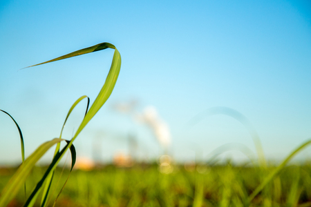 Sugar Caneの写真素材