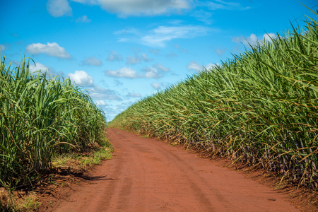 Sugar cane plantationの写真素材