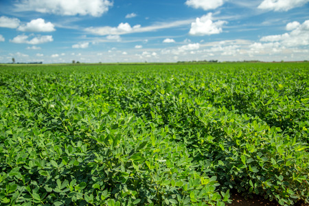 Peanut field plantation natureの写真素材
