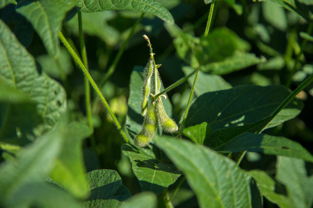soybean field plantation soyの写真素材