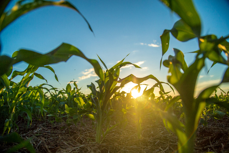 sorghum sunsetの写真素材