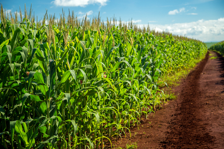 Cornfieldの写真素材