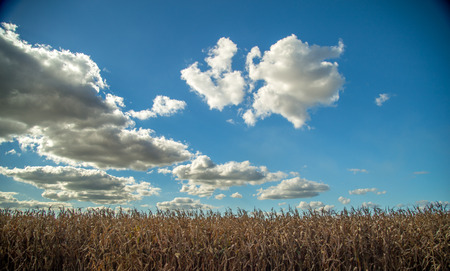Dry cornの写真素材