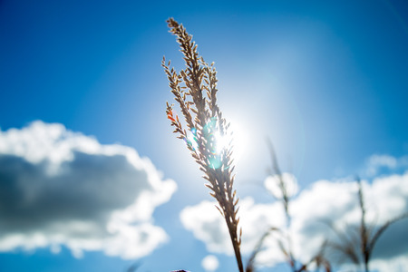 Dry corn