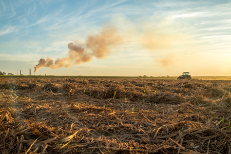 sugar cane sunsetの写真素材