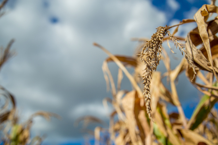Dry cornの写真素材
