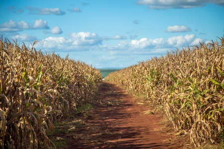 Dry cornの写真素材
