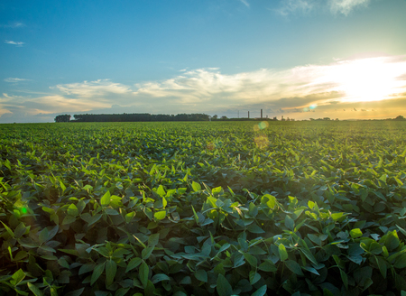 soy plantationの写真素材