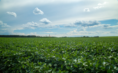soy plantationの写真素材