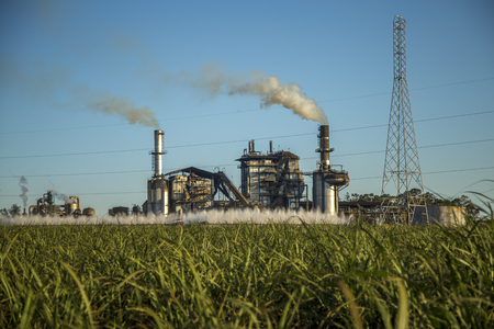 sugar cane industryの写真素材