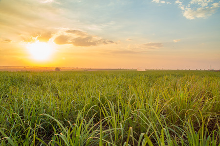 sugar cane sunsetの写真素材