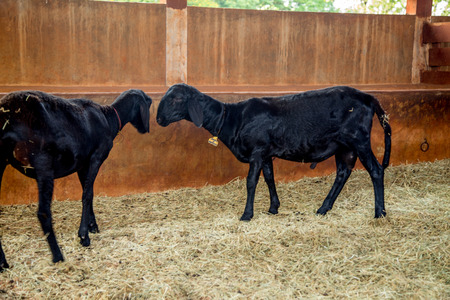 Black goatの写真素材