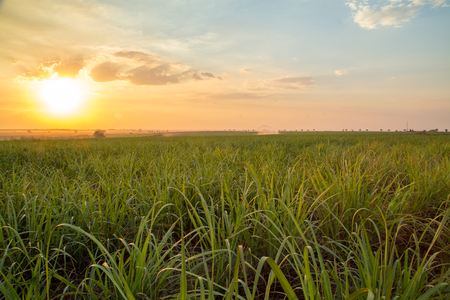 sugar cane sunsetの写真素材