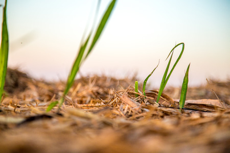 sugar cane plantation sunsetの写真素材