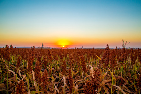 sorghum field sunset background sertaozinhoの写真素材