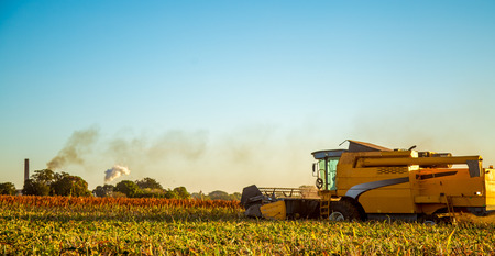 Harvest sorghum plantingの写真素材