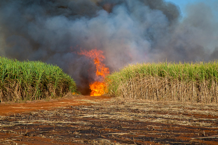 sugar cane plantation and fireの写真素材