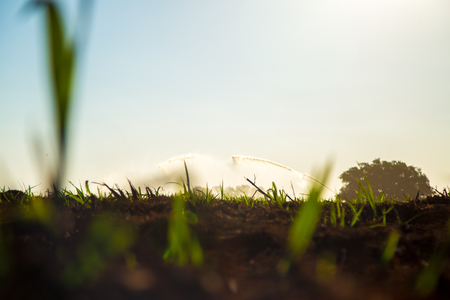 Sugar cane irrigationの写真素材