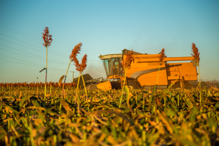 Harvest sorghum planting