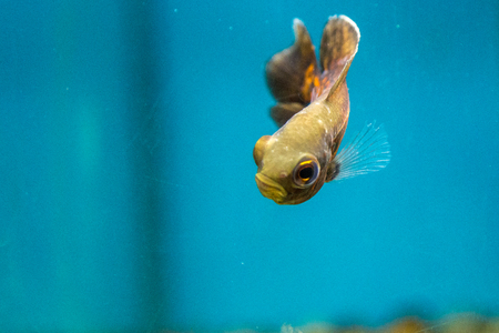 fish aquatic ornament tank relaxation