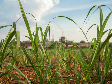 sugar cane plantationの写真素材