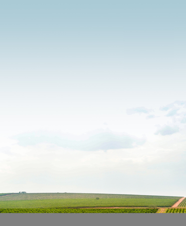 orange plantation fieldの写真素材