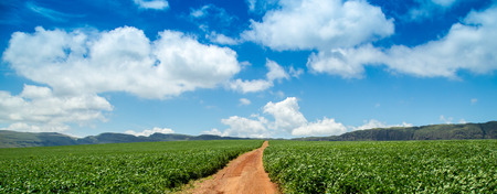 soybean plantation road montain brazilの写真素材