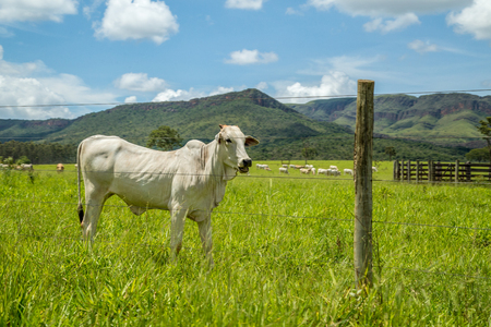 cattle farm montain pecuaria brazilの写真素材