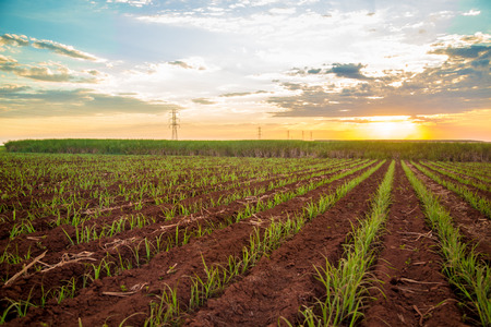 Sugar cane sunset plantation beautiful