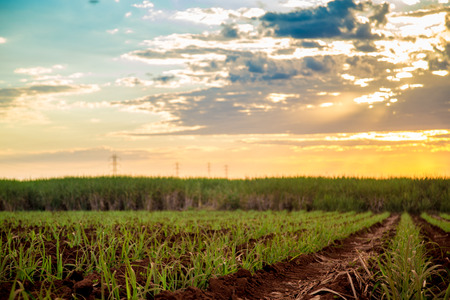 Sugar cane sunset plantation beautifulの写真素材