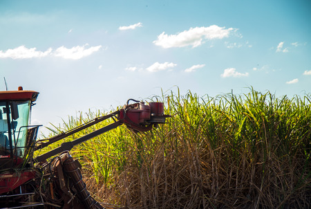 Sugar cane hasvest plantationのeditorial素材
